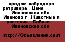 продам лабрадора ретривера › Цена ­ 10 000 - Ивановская обл., Иваново г. Животные и растения » Собаки   . Ивановская обл.